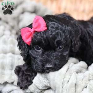 Rosa, Cavapoo Puppy